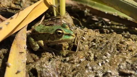 Insects fly in the swamp Stock Footage