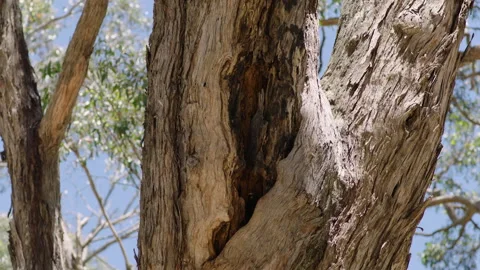 Insects Flying close to Tree Trunk, Native South Australia ,Stringybark Loop Stock Footage 235962788
