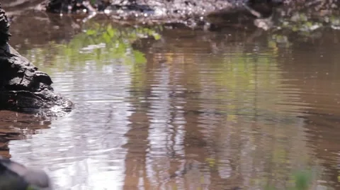 Insects flying erratically, over an puddles in the forest 63 Stock Footage 57691850