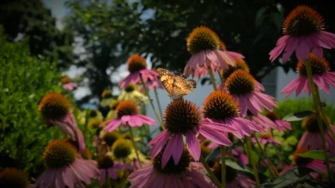 Insects Flying on Flowers Stock-Footage 92394856