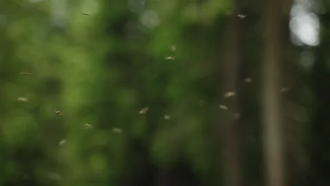 Insects flying in the green forest next to water source or swamp area outdoors Stock Footage 284388075