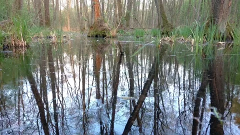 Insects flying just above the surface of the water in the swamp. Video stock 271577697