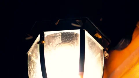 Insects Flying Light Globe. Led Bulb Butterflies Flying On Light. Video stock 206756882