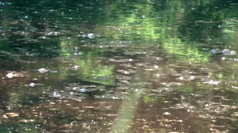 Insects flying over dirty swamp water and sun reflection on it Stock Footage