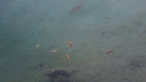 Insects flying over water while fishes swimming in water of Plitvice Park Stock Footage 89158201