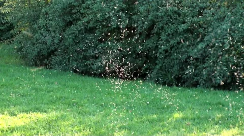 Insects Flying Slow Motion Stock Footage 42819033
