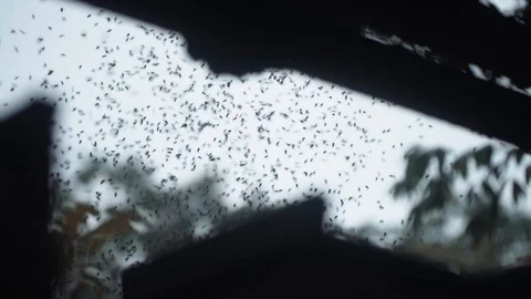 Insects flying together Video stock 128139198