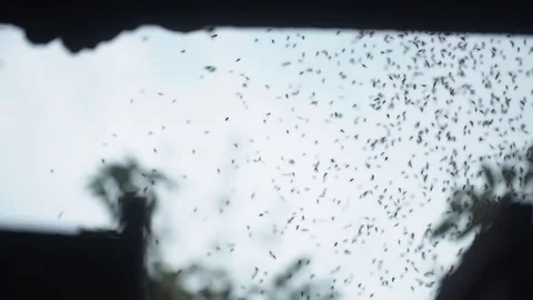 Insects flying together Video stock 128141505