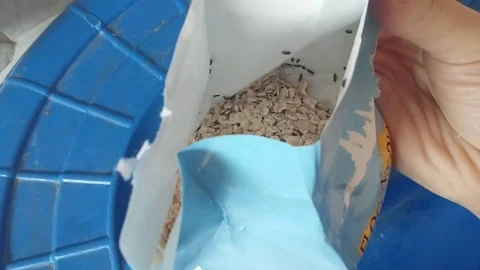 Insects in Food Stock Footage 98512899