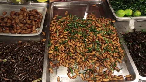 Insects for food Stock Footage 123739488