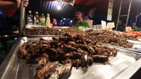 Insects for food Stock Footage 123764025