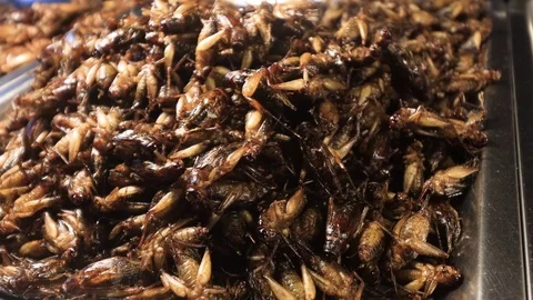 Insects for food Stock Footage 123910852