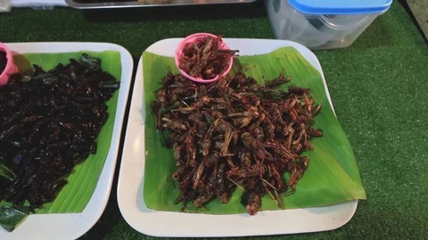 Insects for food Stock Footage 123910892