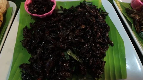 Insects for food Stock Footage 124396163