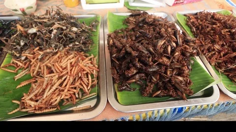 Insects for food Stock Footage 124590433