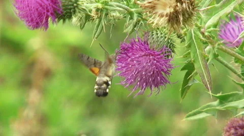 Insects 스톡 동영상 582321