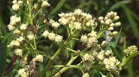 Insects Stock Footage 732061