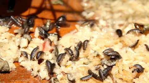 Insects Stock-Footage 10906966