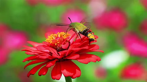 Insects Video stock 25055028