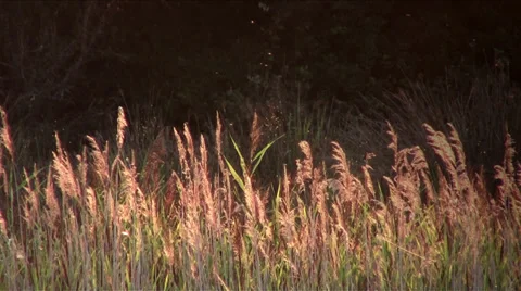 Insects 库存影片 33472483