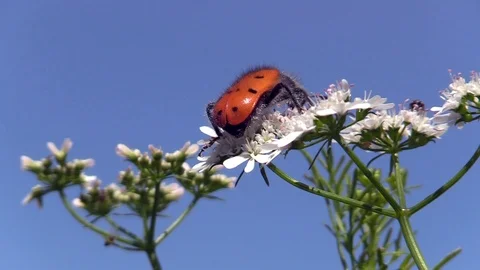 Insects Stock Footage 109424793