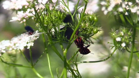 Insects Stock Footage 109424799