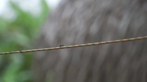 Insects Stock Footage 128574671