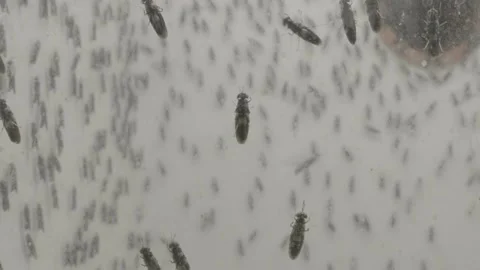 Insects Stock Footage 218969080