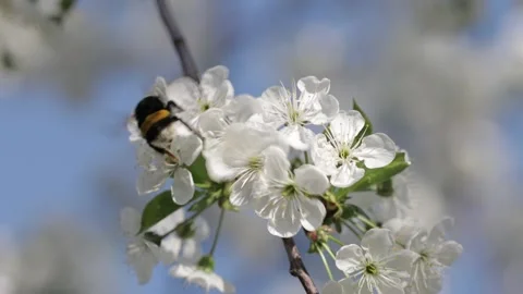 Insects Stock Footage 247521795