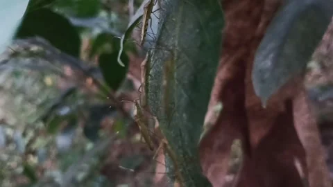 Insects Stock Footage 258232803