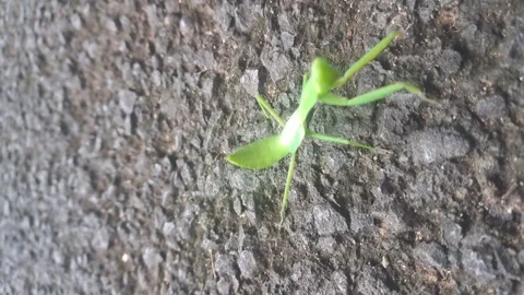 Insects Stock Footage 273250586