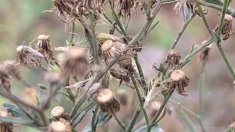 Insects Stock Footage 288832736
