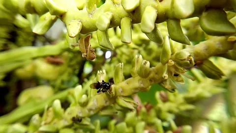 Insects Stock Footage 298758456