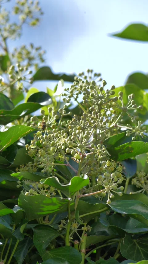 Insects foraging on flowering ivy Video stock 290085987