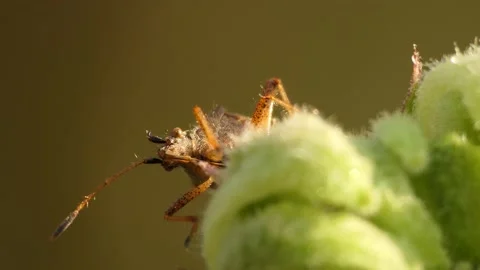 Insects. A forest bug sits on the seedpod of a flower. Video stock 139248461