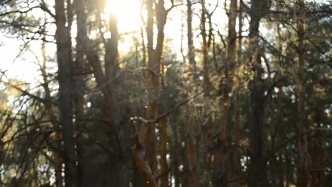 Insects in the forest 動画素材 164110858