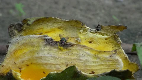 Insects in fresh mango fruit fallen in the garden. Stock Footage 157445853