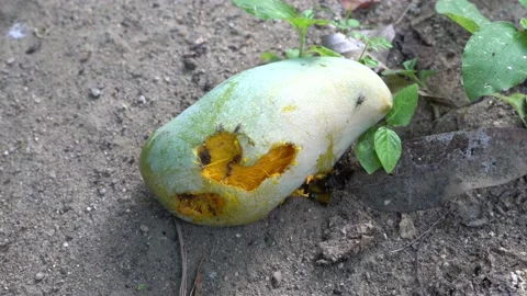 Insects in fresh mango fruit fallen in the garden. Stock Footage 158629613