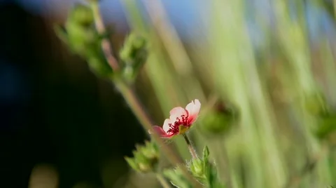 Insects In the Garden Stock Footage 51620889