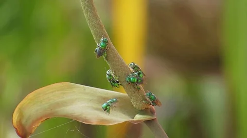 Insects in garden Stock Footage 93440393