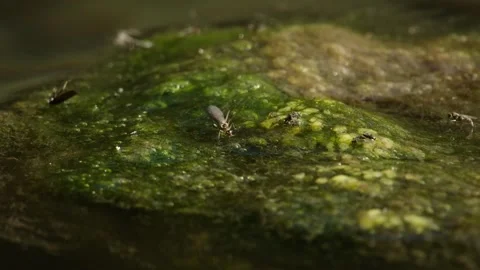 Insects Gathering on Floating Algae Mats Stock Footage 315652129
