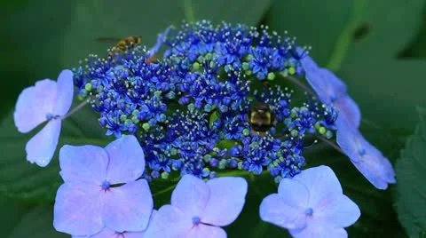 Insects gathering pollen from the hydrangea. Stock Footage 13905127