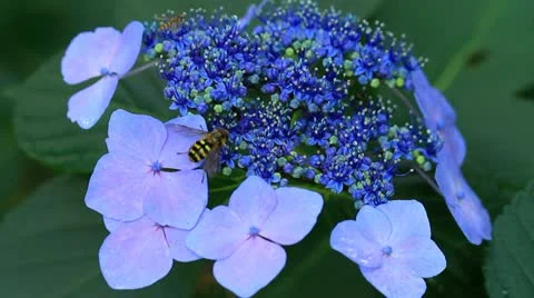 Insects gathering pollen from the hydrangea. Stock Footage 13909020