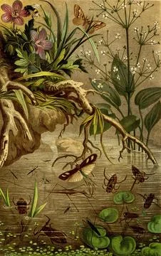 Insects, German true water bug (Nepomorpha) and water strider (Gerridae), Stock Illustration