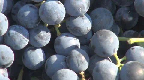 Insects on grapes Video stock 8978227