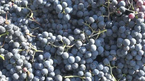 Insects on grapes Stock Footage 8978334