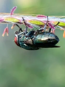 Insects on the grass (1) Фото