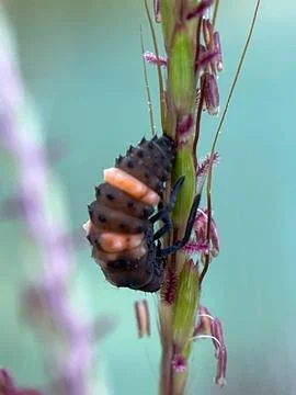 Insects on the grass (8) Stock Photos