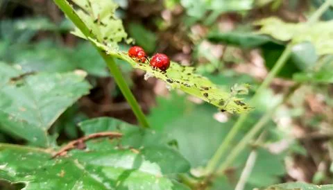 Insects on the grass trunk Stock Photos
