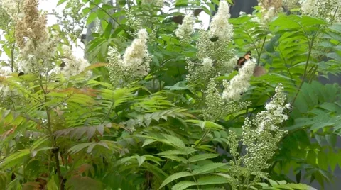 Insects in green bush Stock Footage 991880